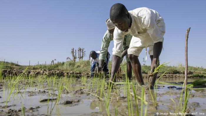 Nigerian farmers plant rice