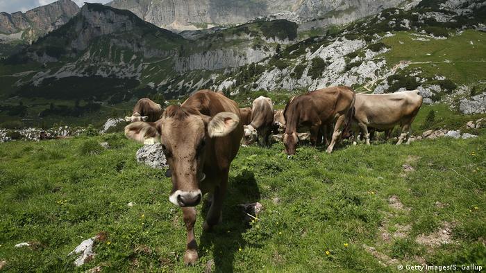 Cows munch grass in the Austrian mountains (Getty Images/S. Gallup)