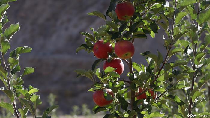 Afghanistan Apfelernte in der Provinz Daikundi