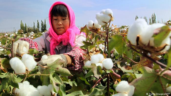 En el cultivo del algodón, se usa el 16 por ciento de todos los pesticidas a nivel mundial, según el Instituto Ecológico de Múnich.