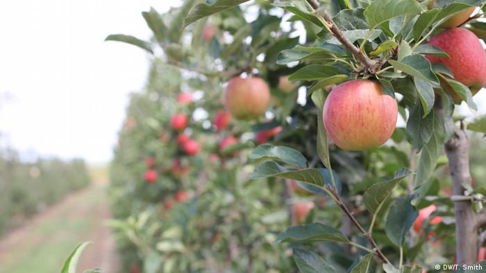 Spanish apple orchard (DW/T. Smith)