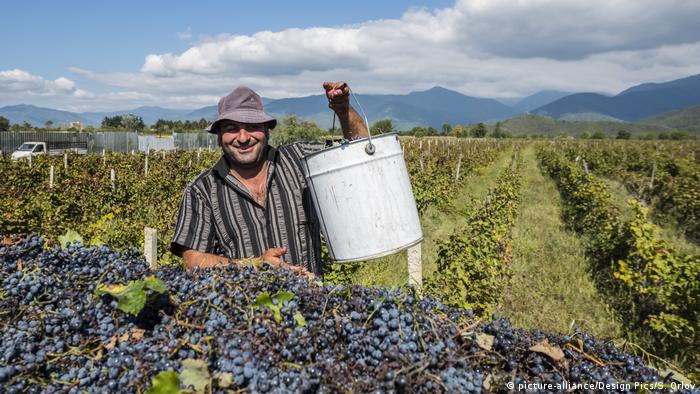 Grape harvest in Georgia's Kakheti region (picture-alliance/Design Pics/S. Orlov)