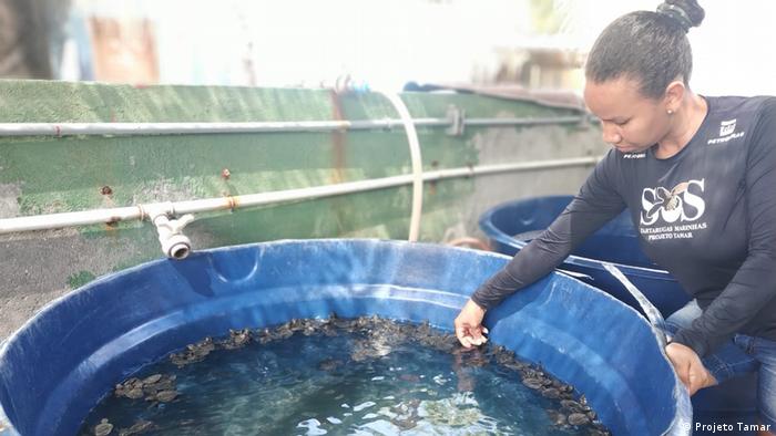 Filhotes de tartarugas marinhas num tanque com água no Projeto Tamar