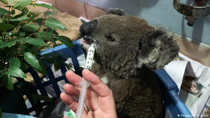 Waldbrände in Australien | Verletzter Koala (Reuters/S. N. Bikes)