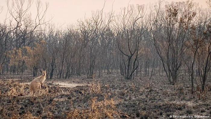 A kangaroo stands in a charred forest. 
