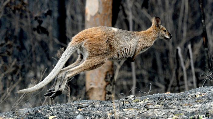 A kangaroo searches for food after wildfires in November (Imago Images/AAP/J. Piper)