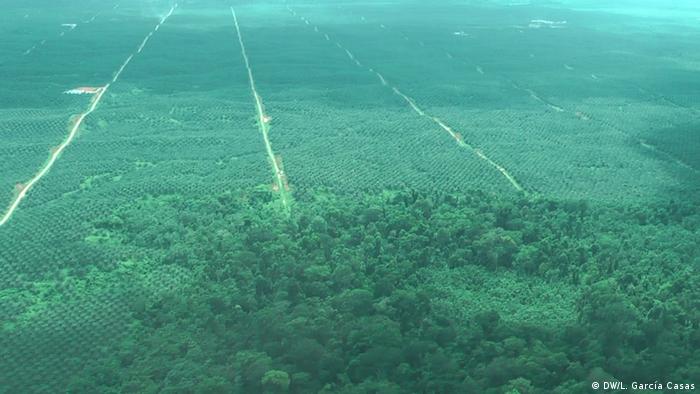 Claro Que Si Podemos Reforestar La Amazonia Derechos Humanos
