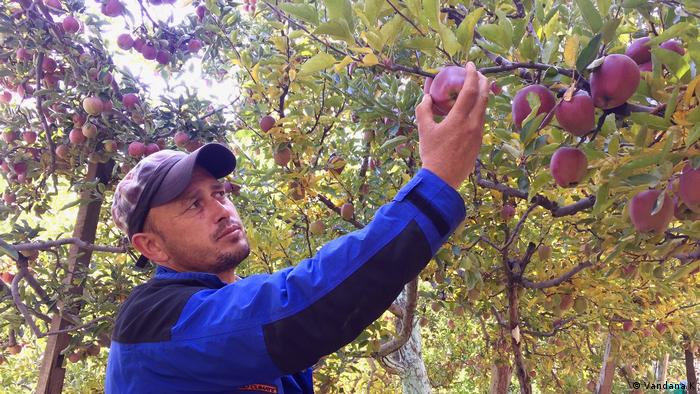 India S Himalayan Apple Farmers Feel The Heat Global Ideas Dw