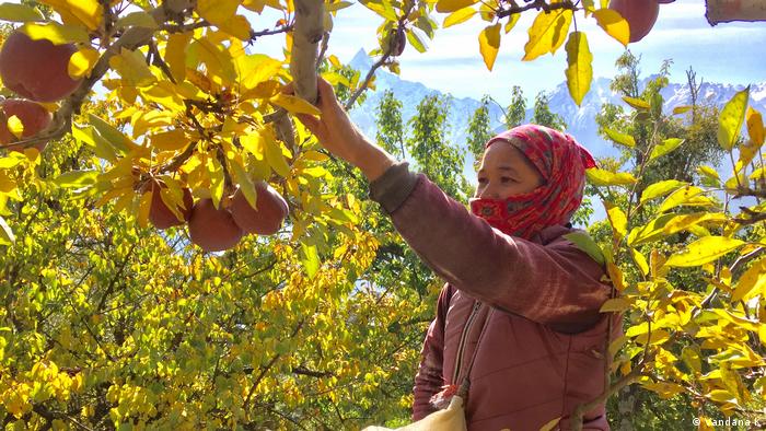 India S Himalayan Apple Farmers Feel The Heat Global Ideas Dw