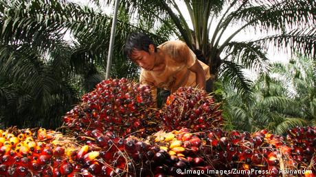 Fruto de la palma de aceite en una plantación en Java, Indonesia