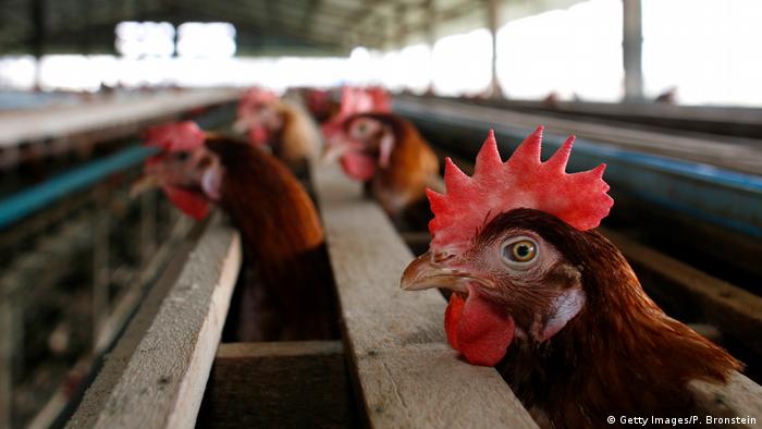 Thailand - HÃ¼hnerfarm - Chicken (Getty Images/P. Bronstein)