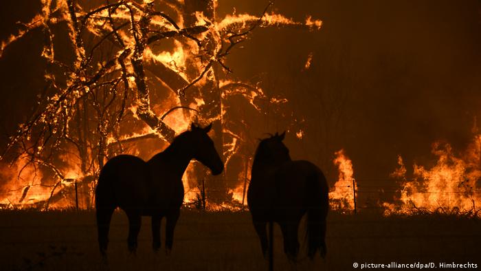 Horses in front of bushfire