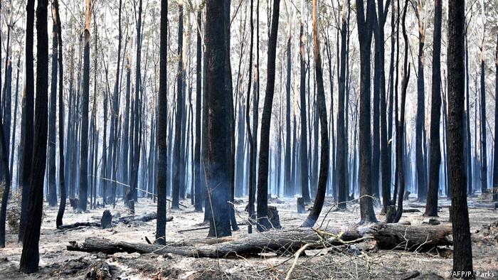 Сгоревший лес в Новом Южном Уэльсе в Австралии