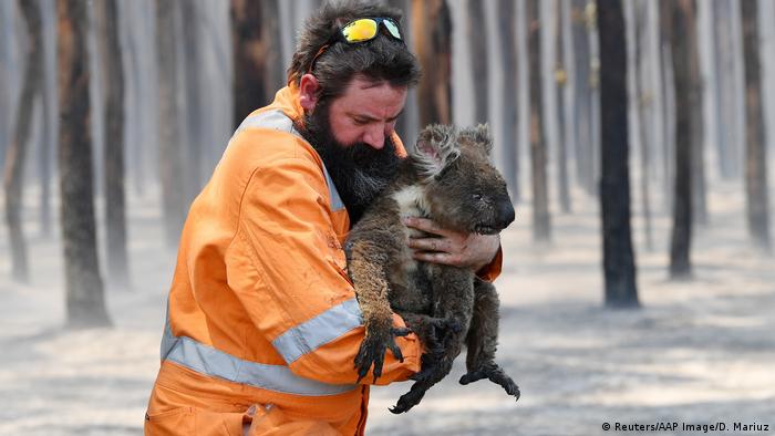 Fireman carries a burnt koala. 