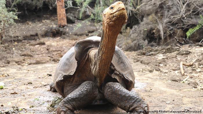 Ecuador Schildkröten l Diego, eine 100-jährige Schildkröte, auf der Insel Santa Cruz, Galapagos (picture alliance/AP Photo/Galapagos-Nationalpark)