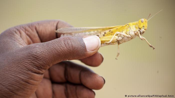 Deser locust in Somalia. Mohamed Omar from the Ministry of Agriculture in Somalia holds a desert locust.