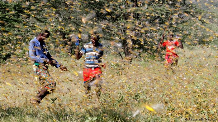 Three people fend off a swarm of locusts in Kenya