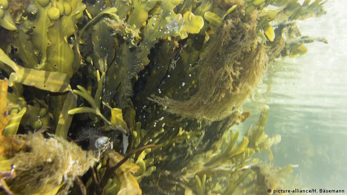Bosque submarino de algas laminárias