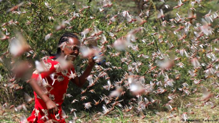 A girl trying to pass through a locust swarm (Reuters/G. Paravicini)