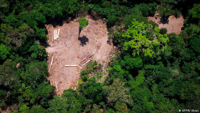 Brasil alberga la mayor biodiversidad del mundo, con unas 50 mil especies de plantas, muchas de las cuales se encuentran en peligro de extinción debido a la deforestación.