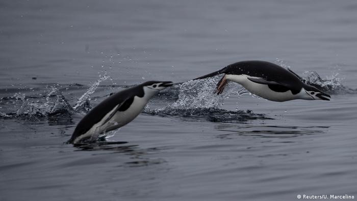 BG Antarktis Expedition Pinguine (Reuters/U. Marcelino)