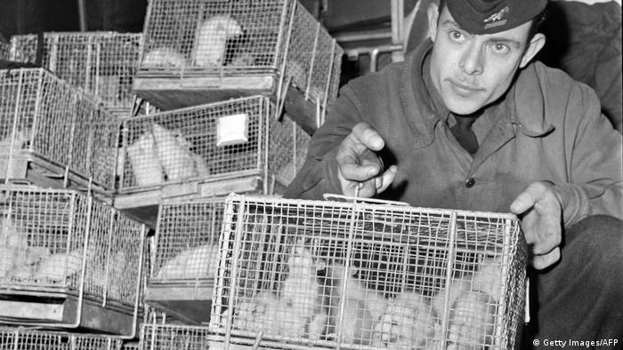 A man holding a cage of guinea pigs exposed to radiation