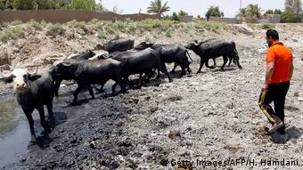 Un pastor en Irak lleva a su búfalo a beber agua al lecho de un río vacío. El país ha visto estallar protestas, en parte por la falta de recursos, entre ellos el agua.