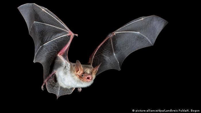 اكتشف باحثون وجود 6 أنواع من فيروسات كورونا في خفافيش ميانمار