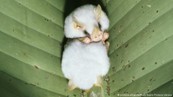 Honduran white bat laying in a leaf