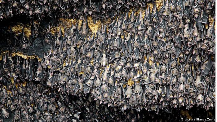 Cave full of bats