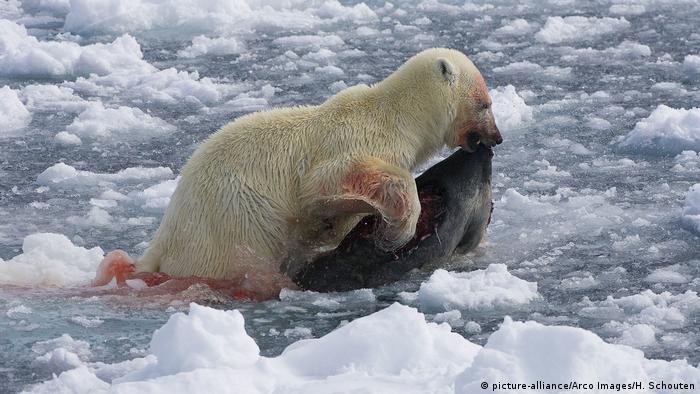 A polar bear with a seal in its mouth 