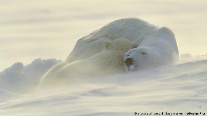 A polar bear and her cub take a nap during a snowstorm 