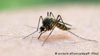 هل يمكن القضاء على مرض الملاريا
