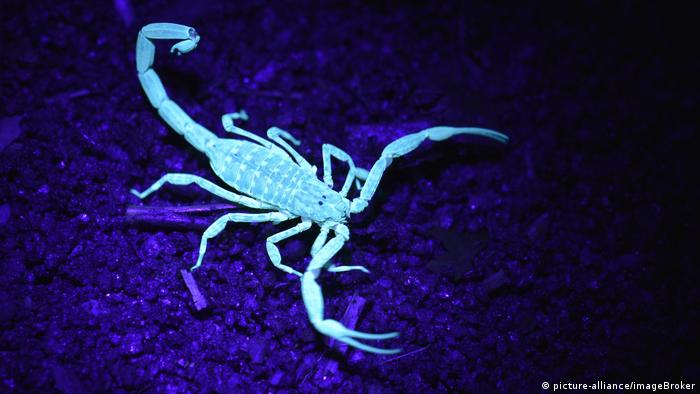 A scorpion under UV light