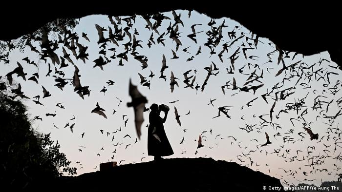  A woman makes noise as she directs the bats away