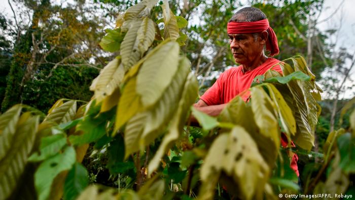 Coca farmer in Colombia (Getty Images/AFP/L. Robayo)