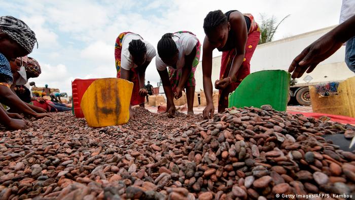 Women sorting cocoa beans