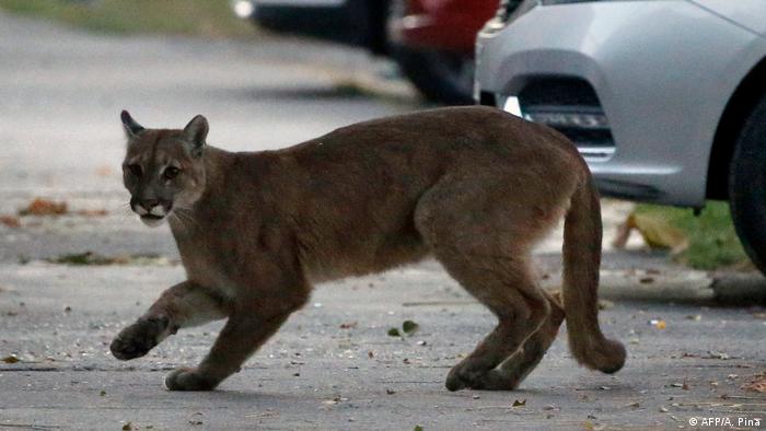 Chile Ein Puma wurde gefangen (AFP/A. Pina)