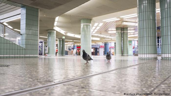 Pigeons At Risk Of Starvation Over Coronavirus Empty Streets