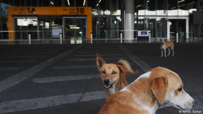 Indien Streunende Hunde versammeln sich vor dem verlassenen internationalen Flughafen Netaji Subhash Chandra Bose (AFP/D. Sarkar)
