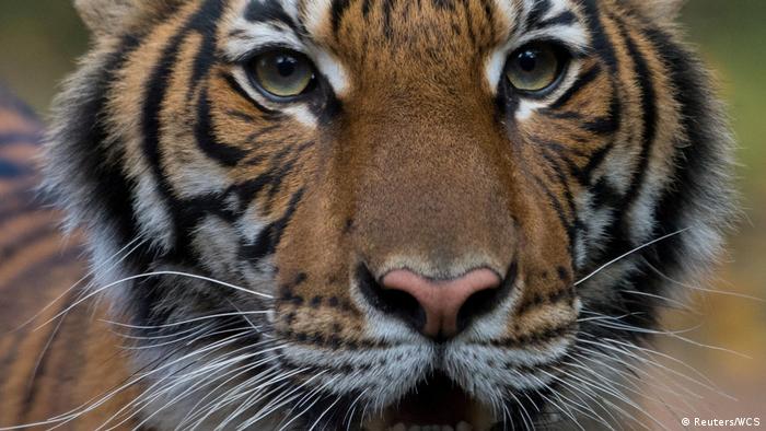 Tiger Nadia (Reuters/WCS)