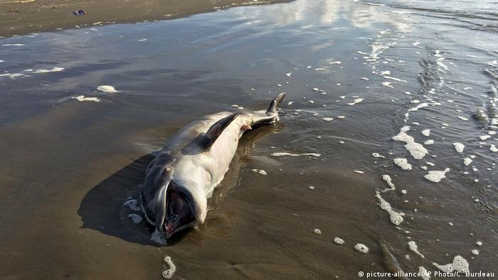 Mexiko Ölpest Wildlife - Delfine