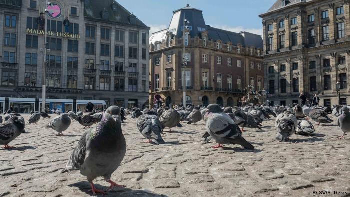Pigeons on Amsterdam's Dam Square 