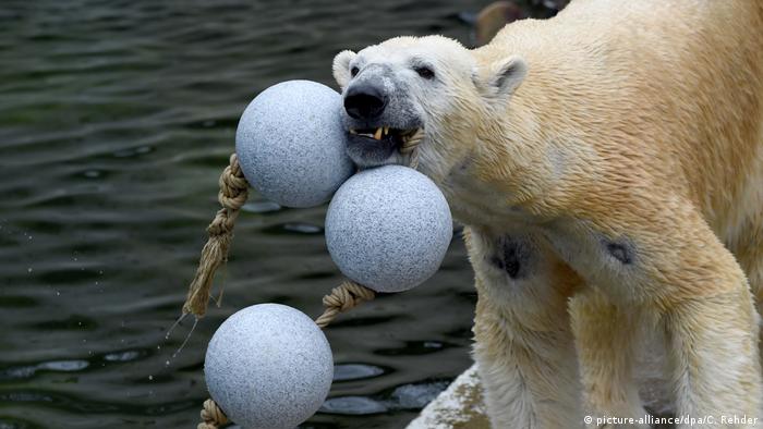 Eisbär mit Spielzeug im Zoo von Neumünster (picture-alliance/dpa/C. Rehder)