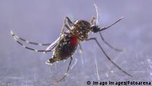 Dengue-Mücke Aedes Aegypti 