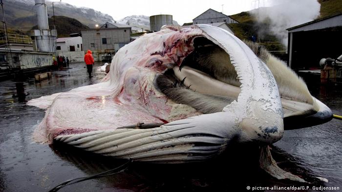 A fin whale carcass in Iceland