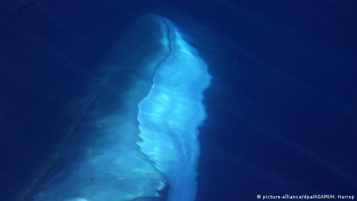 A fin whale (Balaenoptera physalus) under water. 