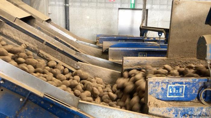 Potatoes coming into the Mydibel plant to be processed into frozen food products. 