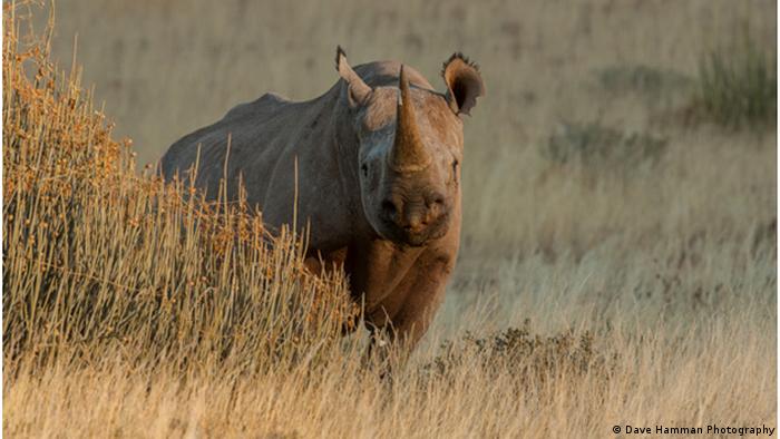 A rhino stands behind tall grass 