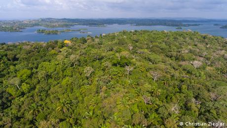 Panama Barro Colorado Island Regenwald Neuer Regenwald nach Landwirtschaft (Christian Ziegler)
